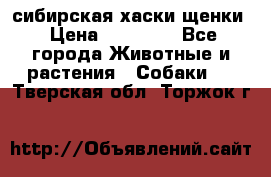 сибирская хаски щенки › Цена ­ 10 000 - Все города Животные и растения » Собаки   . Тверская обл.,Торжок г.